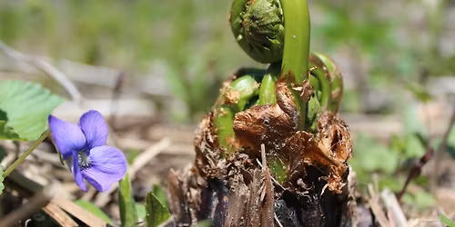 Spring Forest Bathing: shinrin-yoku