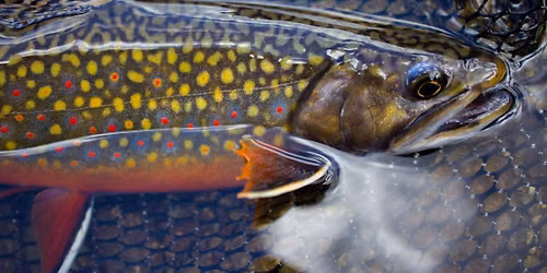 Conserving Species with Genomics and Artificial Intelligence 