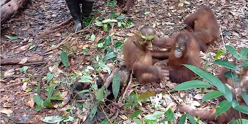 Preparing Orangutans to Thrive in the Wild