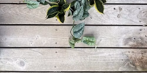 Plant Camp - Houseplants for Beginners 6\/6