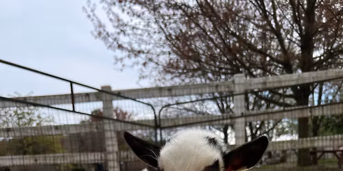 Baby Goat Cuddle Sessions