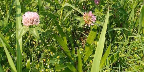 July Plant Walk