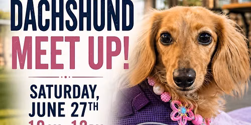 Dachshund Meet Up at Dog Bar Sarasota