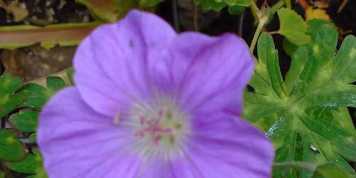 Cowbridge Physic Garden Spring Plant Fair 