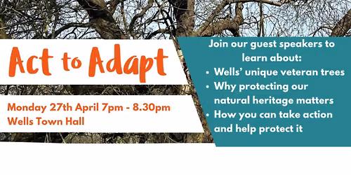 Ancient Trees, Modern Responsibility