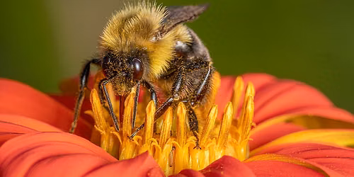 Getting Started in Macro Photography