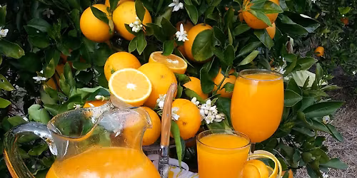 Very Elvis Christmas