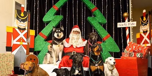 The Annual Boxers and Bullies Santa Photo Fundraiser