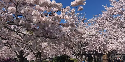 Witch Walk through the Sakura 