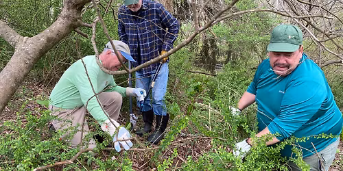 Invasive Plant removal
