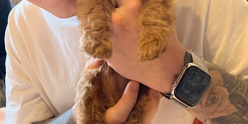 Labradoodle Puppy Therapy Derby 