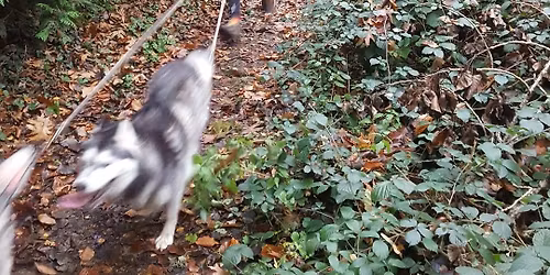 Silvester Canitraillauf