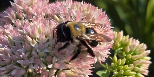 The Art of Flowers and Gardens