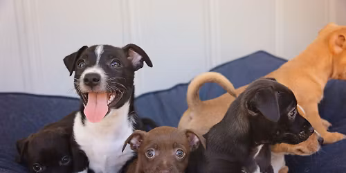 New York: Paws for Prevention Pop-Up Adoption Event 