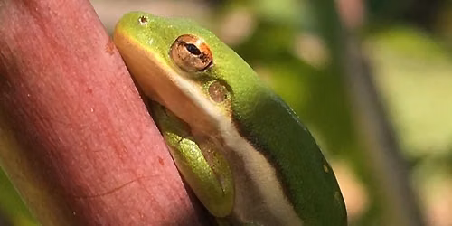Treefrog Survey