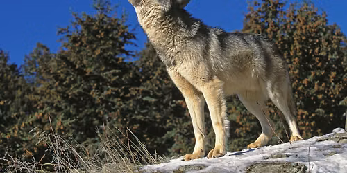 primal wisdom - the call of the wolf. 