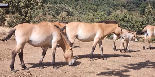 Large Herbivores in Britain
