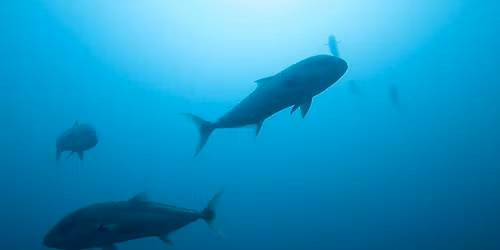 Rottnest Island Double Scuba Dive Trip