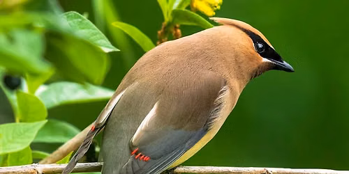 Bird Watching Walks