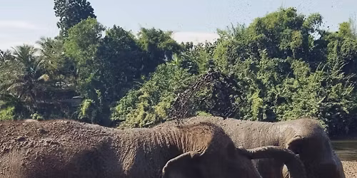 Retraite aupr\u00e8s des \u00e9l\u00e9phants - Au C\u0153ur de Soi