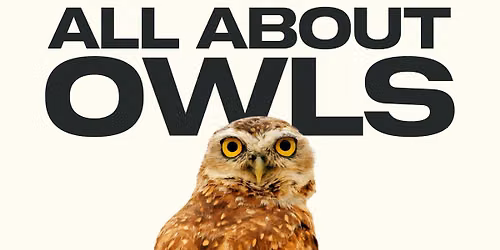 All About Owls