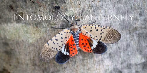Entomology Class: Lanternfly