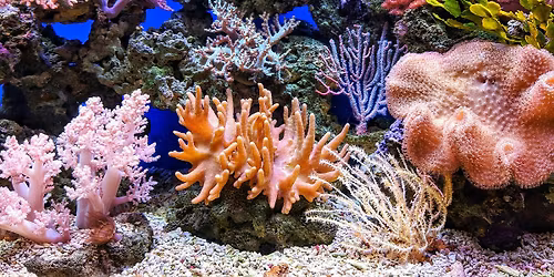 Coral Reef Marine Life Identification