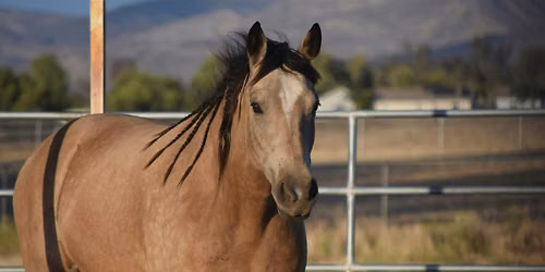 Swap at the Sanctuary