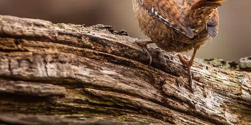 Intermediate Nature Photography Workshop