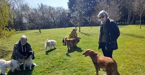 Dog Play and Socialisation