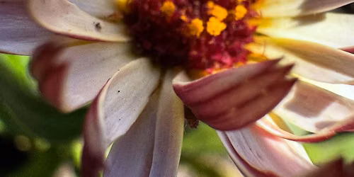 Dogtown Community Garden Open House