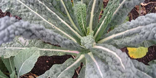 Cool Season Vegetable Gardening