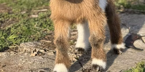 Goat Yoga Nashville- Jubilant June