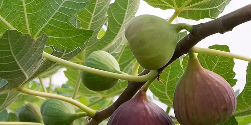 Holy Week Quiet Day \u2013 Bearing Fruit That Lasts