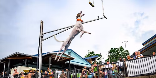 DockDogs\u00ae at Dog Days Canine Cannonball