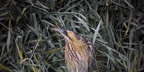 WWT London Wetland Centre (Barnes Elms)