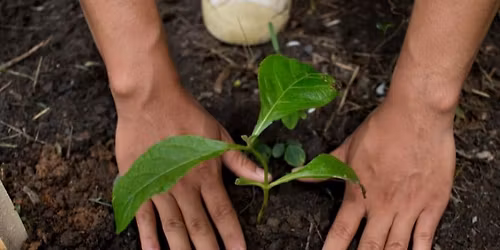 Journ\u00e9e de la biodiversit\u00e9 \u2013 distribution gratuite de v\u00e9g\u00e9taux