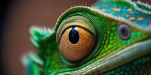 November Reptile Expo