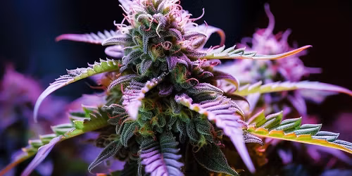 Cannabinoide in der Schmerztherapie