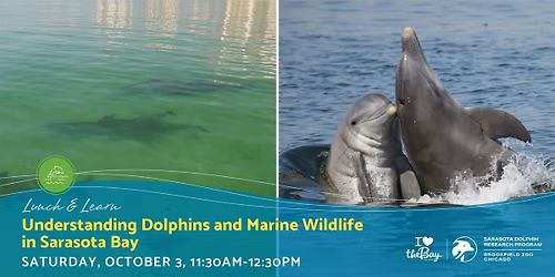 Lunch & Learn | Understanding Dolphins and Marine Wildlife in Sarasota Bay