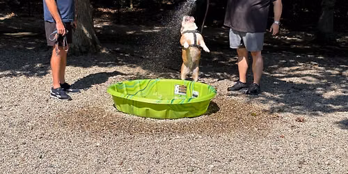 Cape Cod half marathon water station to support Falmouth Dog Park 