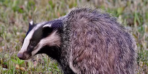 Midwinter Ritual & Sounds