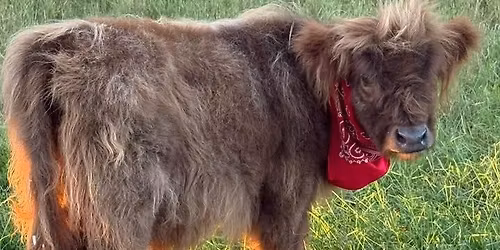 Goat Yoga, including Marsala, our Highland calf!