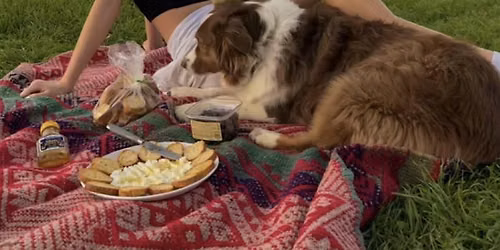 Pup Social NWI Picnic in the Park