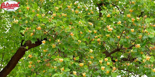 Gardening With Native Trees And Shrubs Seminar