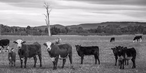 Christmas Meditation and Carols Evening