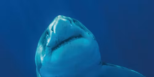 Hajkv\u00e4ll - fr\u00e5n myt till verklighet