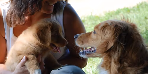 Tierkommunikation Basiskurs