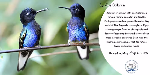 Hummingbirds: Wonder of Wings