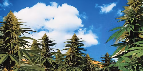 Catalyst Dispensary San Bernardino